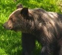 На Сахалине отстрелили семь опасных медведей 