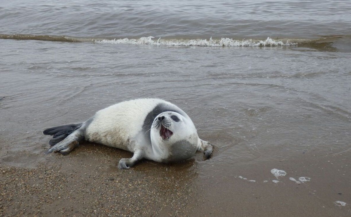 В районе Взморья сахалинцы спасли тюлененка