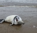 В районе Взморья сахалинцы спасли тюлененка