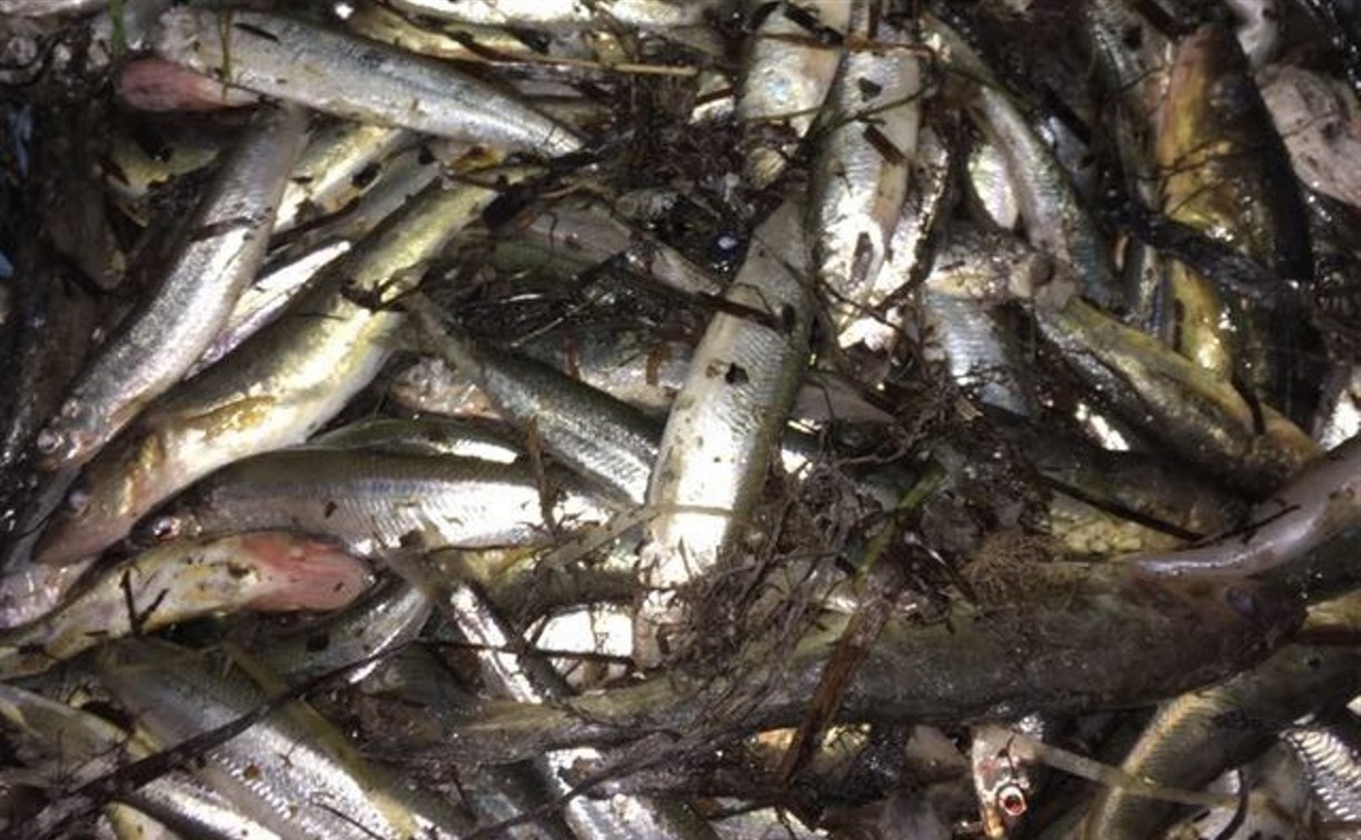 Трое сахалинцев выловили около сотни кг корюшки из озера Буссе