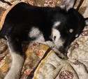 Неизвестный выстрелил в собаку в пригороде Южно-Сахалинска