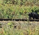 Медведь вышел на железную дорогу в Долинском районе