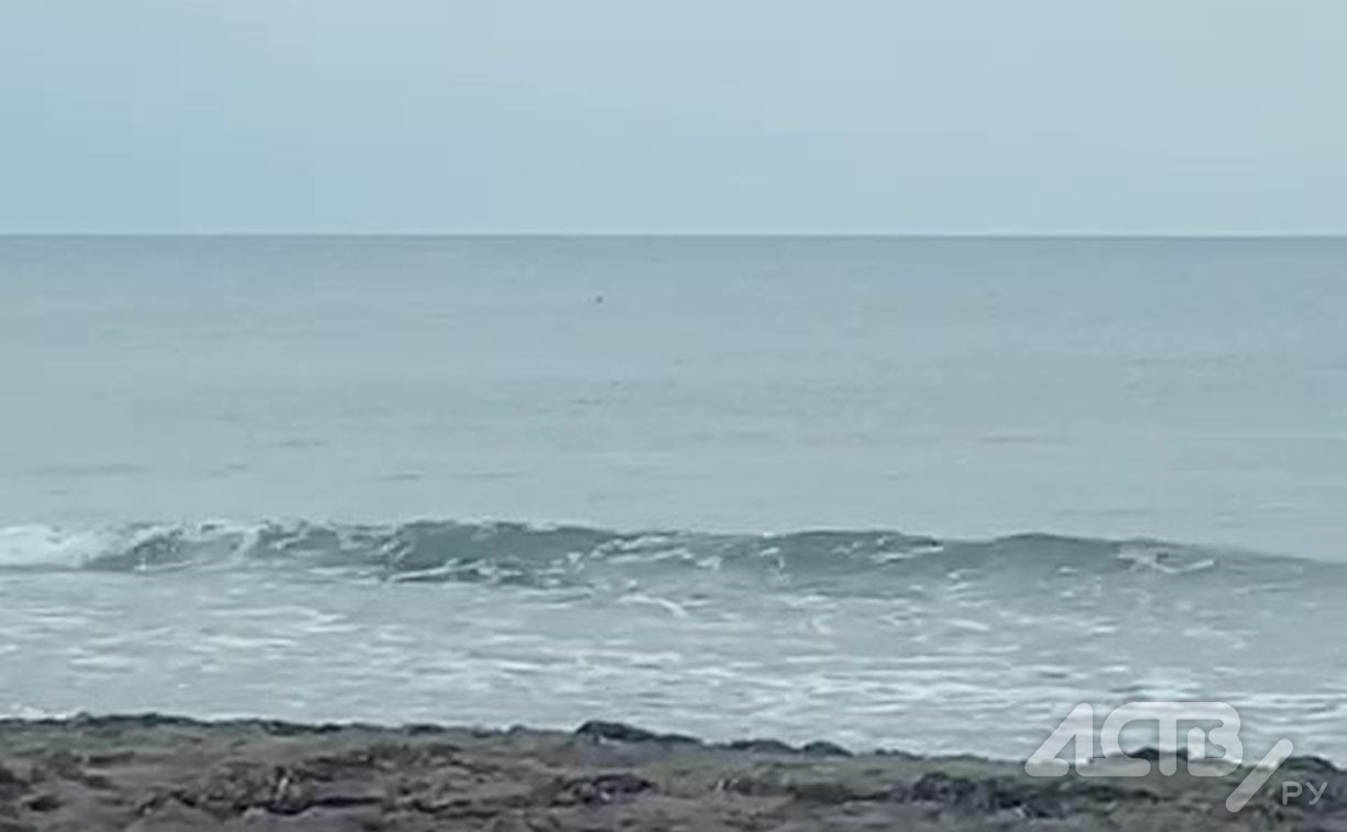 Очевидец: акулы подошли к пляжу на Сахалине