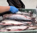 Продажи "социальной" горбуши стартовали на Курилах