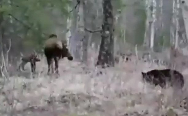 Видео: лосиха отчаянно защищала детей от наглого медведя
