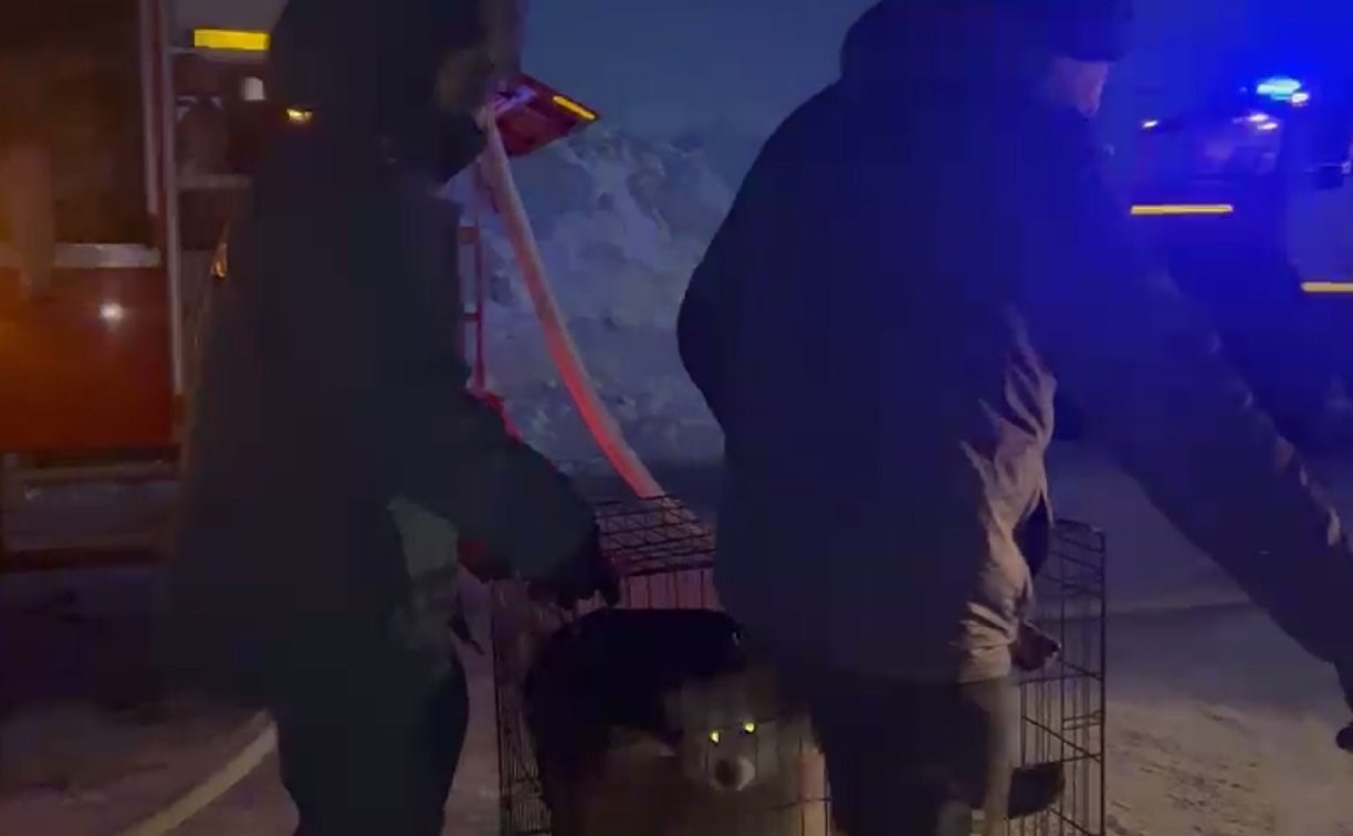 "Покусали все руки": сахалинцы забегали в огонь, чтобы вытащить испуганных собак