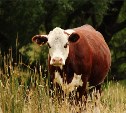 Коров из США, возможно, завезут на Сахалин