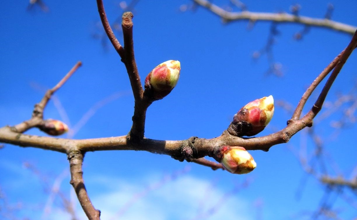 Весна продолжит показывать свои капризы Сахалину