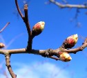 Весна продолжит показывать свои капризы Сахалину