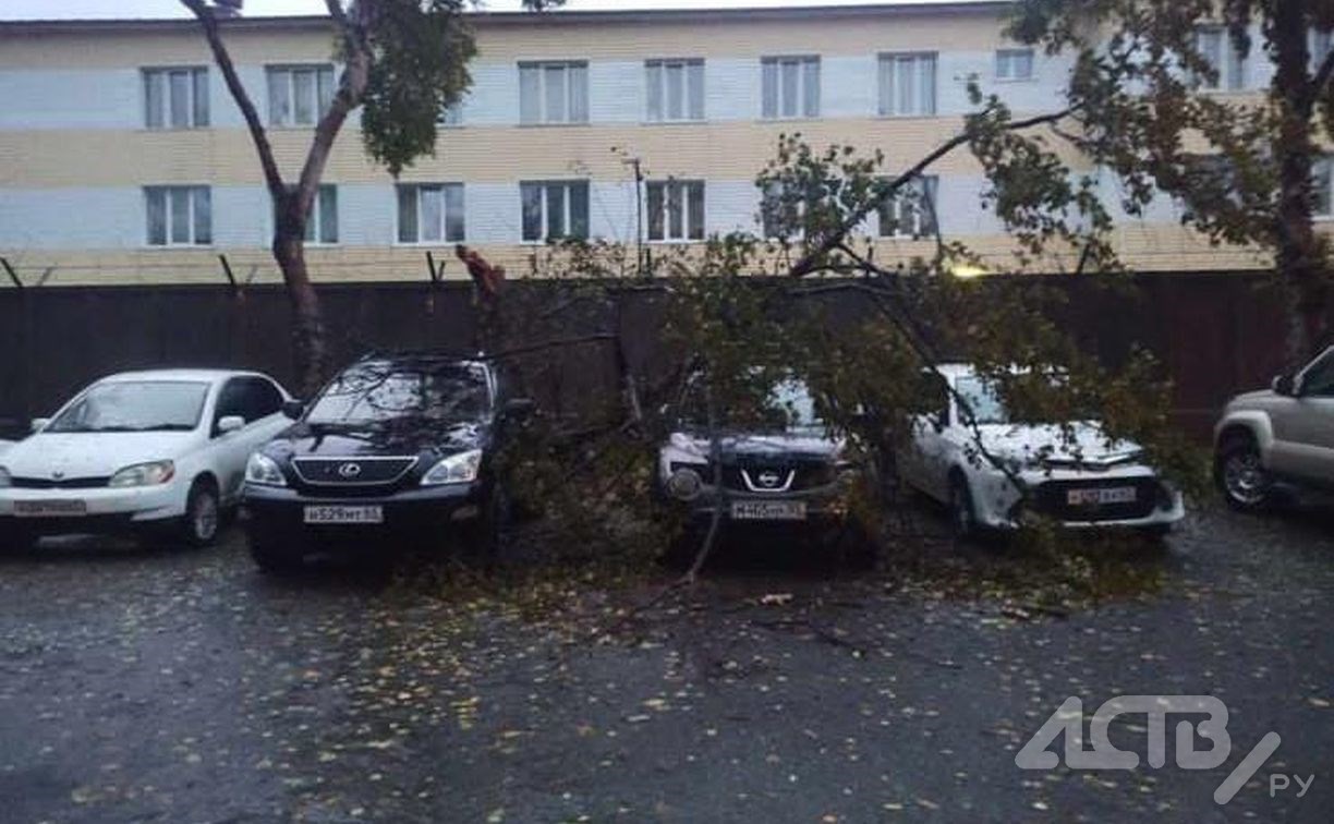 Разбитые остановки, поваленные деревья и знаки: фото последствий циклона в Южно-Сахалинске