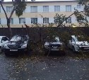 Разбитые остановки, поваленные деревья и знаки: фото последствий циклона в Южно-Сахалинске