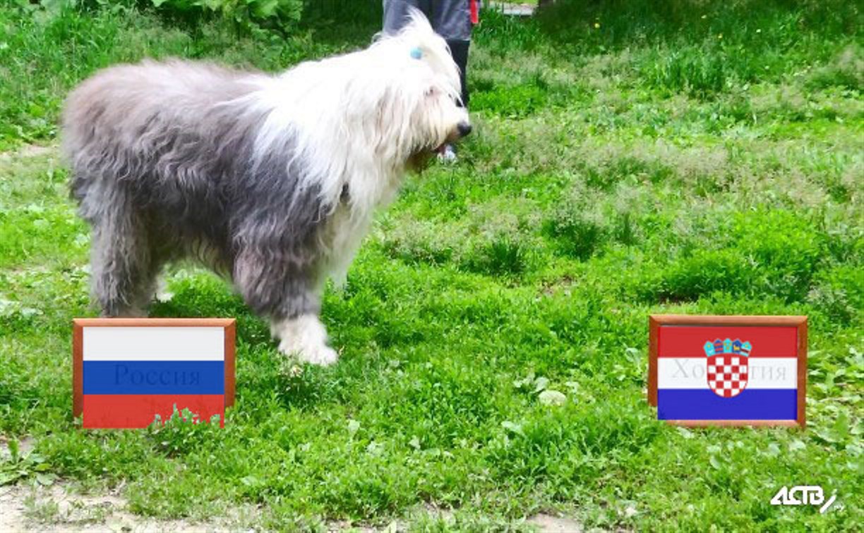 Предсказания сахалинских животных о матче России с Хорватией сбылись