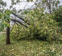 Более тысячи кубометров распиленных деревьев вывезли с улиц Южно-Сахалинска 