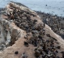 Остров Тюлений предложили сделать особо охраняемой природной территорией