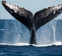 Сахалинцев приглашают на фестиваль ко Всемирному дню китов