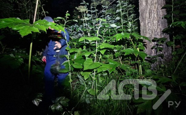 Мужчина залез на дерево, спасаясь от медведя в Южно-Сахалинске