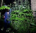 Мужчина залез на дерево, спасаясь от медведя в Южно-Сахалинске