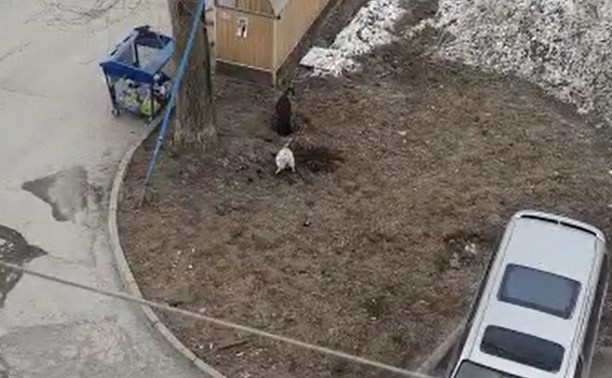 Бездомные собаки ловят и едят крыс на детской площадке в Южно-Сахалинске