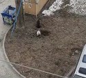 Бездомные собаки ловят и едят крыс на детской площадке в Южно-Сахалинске