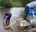 Свыше 8000 мальков сахалинского тайменя выпустили в реки - видео