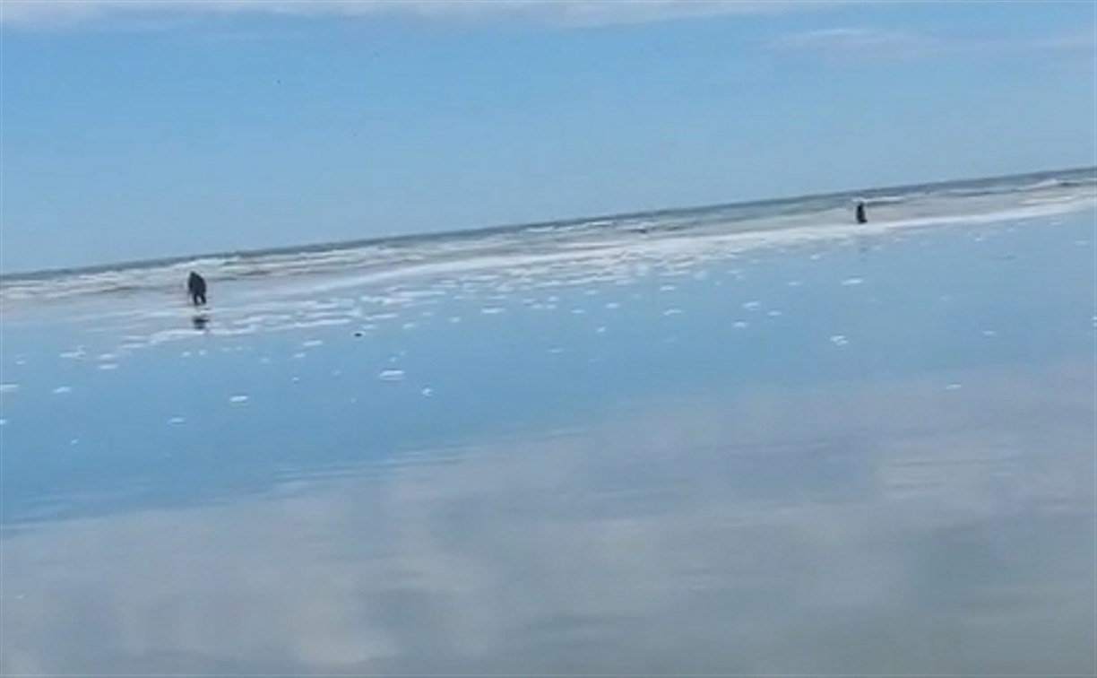 Сельдь близко: снимки из космоса это доказывают, сахалинцы дежурят на побережье 