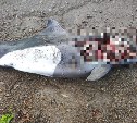 "Массовый выброс?": ещё двух белобоких дельфинов выбросило на побережье Сахалина