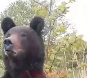 "Россия не для начинающих": видео с рыбаком и медведем с Сахалина вирусится в соцсетях