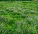 Арбитражный суд сохранил за южно-сахалинским предпринимателем право собственности на спорный земельный участок 