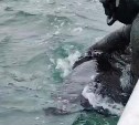 Сахалинец несколько часов простоял в ледяном море с морской свиньёй, запутавшейся в сети