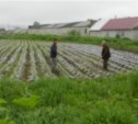 Покупая овощи сахалинского совхоза, островитяне приобретали «смертельный» урожай