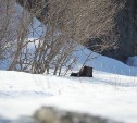 Первого проснувшегося после зимы медведя заметили в заповеднике на Камчатке