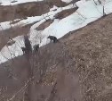 Дрон на Сахалине засёк бегающее по сугробам медвежье семейство