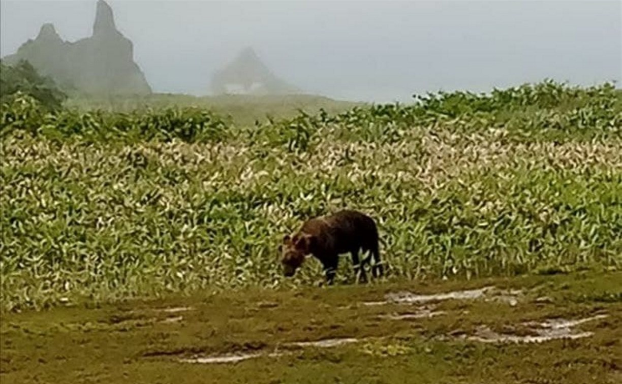 На самой посещаемой экотропе на Кунашире обосновался медведь