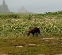 На самой посещаемой экотропе на Кунашире обосновался медведь