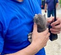 Минута тишины помогла спасателям спасти 4 котят в пожаре на птицефабрике "Островной"