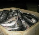 Более 3,5 тонн рыбы изъяли сахалинские полицейские у браконьеров