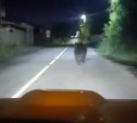 Дальневосточников просят не гонять на машинах медведей, вышедших в населённые пункты