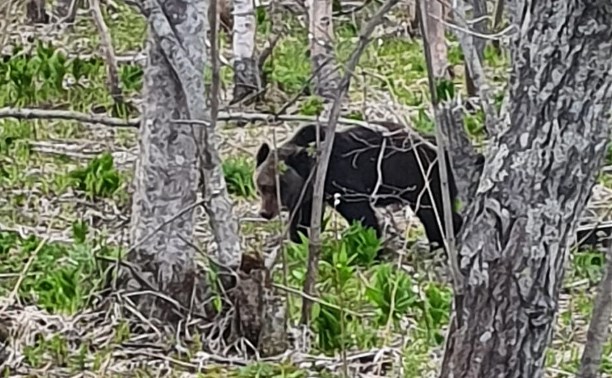 Перед поворотом на село Чапаево сахалинцы встретили медведя