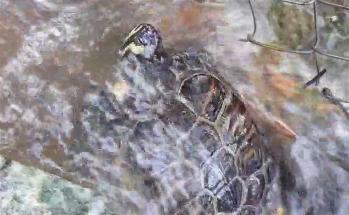 "Хорошо, что не крокодила": в циклон во двор сахалинца течением принесло черепаху