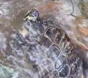 "Хорошо, что не крокодила": в циклон во двор сахалинца течением принесло черепаху