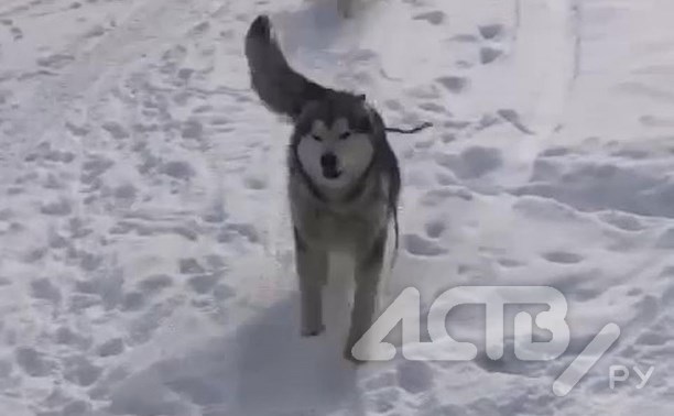 "Слёзы счастья": встреча собаки с хозяевами после долгой разлуки попала на видео на Сахалине