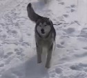 "Слёзы счастья": встреча собаки с хозяевами после долгой разлуки попала на видео на Сахалине