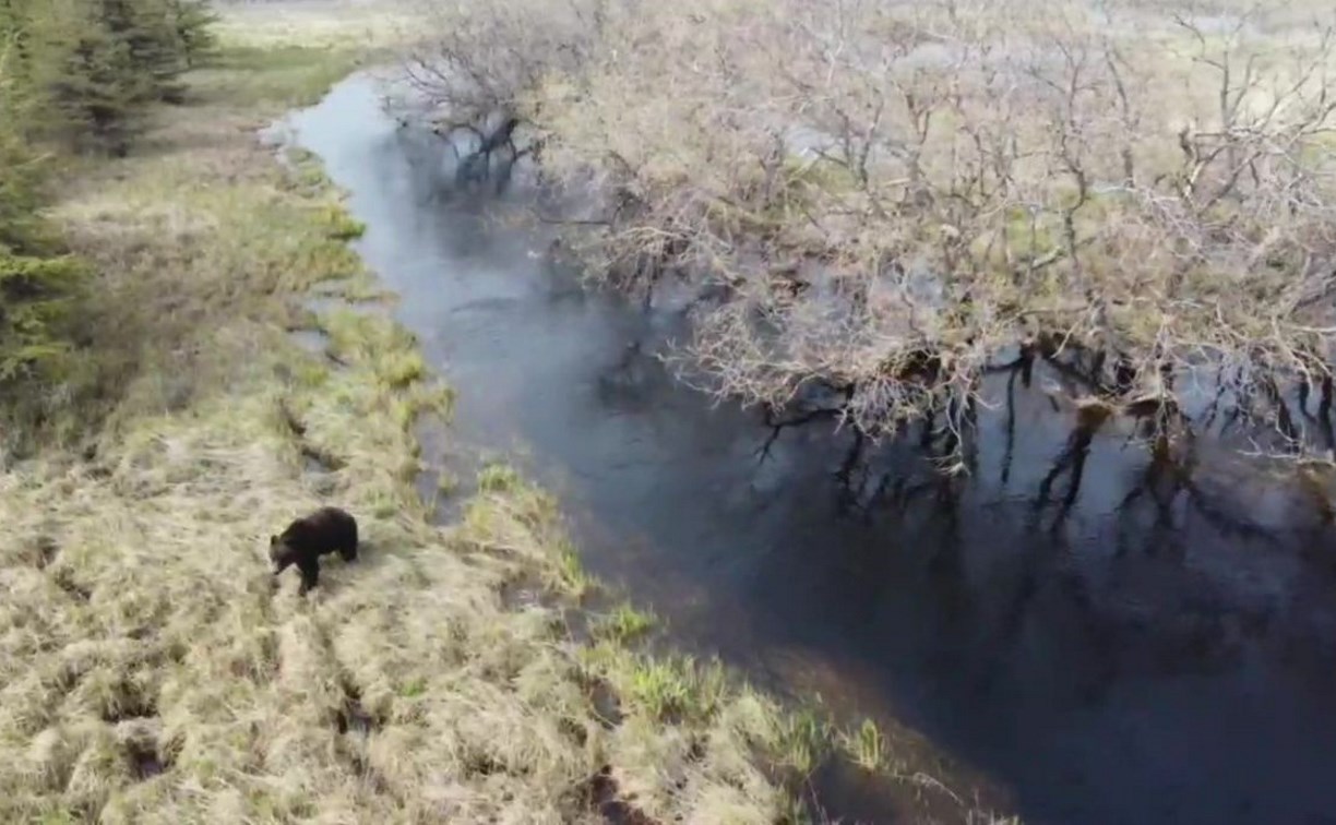 Купающегося в реке медведя сняли на видео на Сахалине