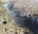 Купающегося в реке медведя сняли на видео на Сахалине
