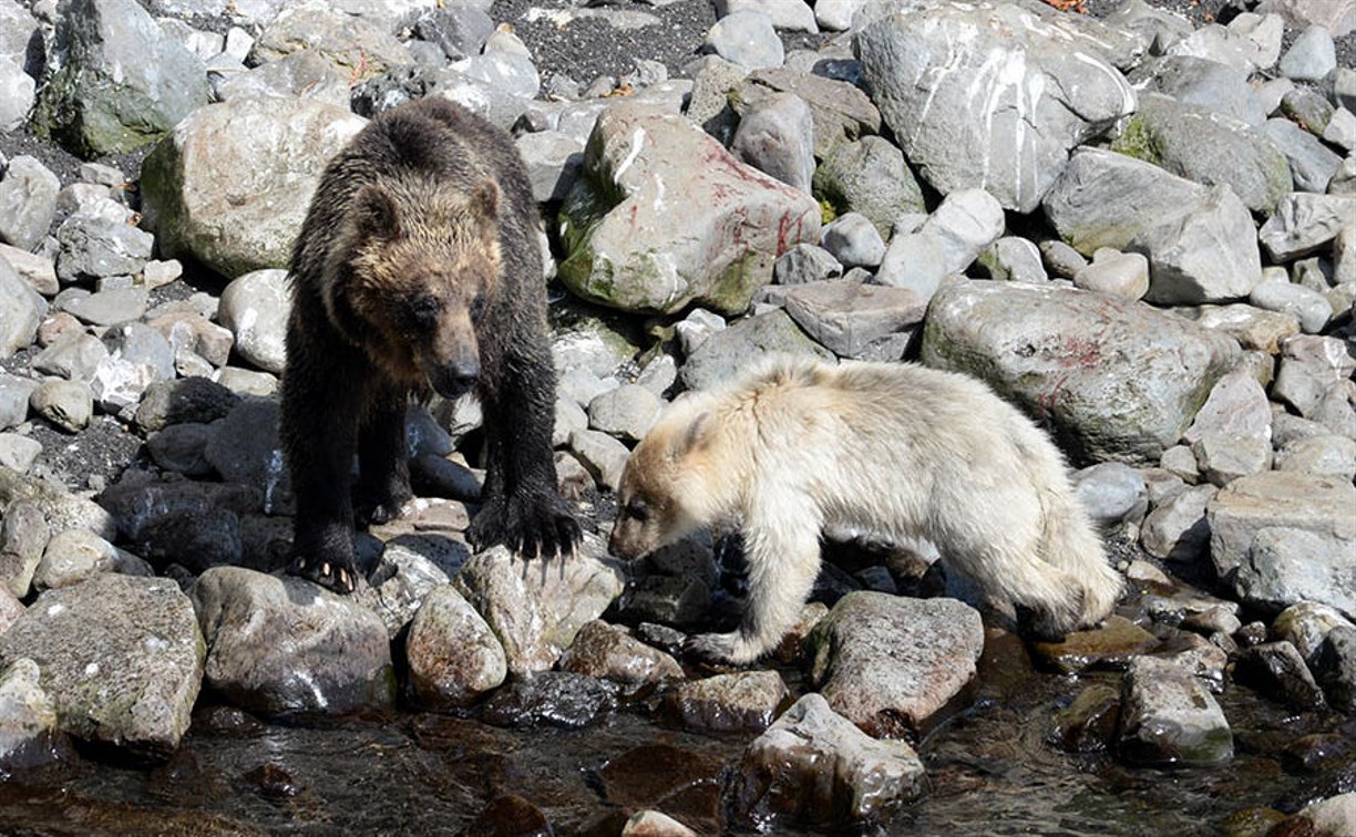 В заповеднике «Курильский» повстречалась бурая медведица с белоснежным медвежонком