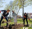 Новая аллея берез украсила Южно-Сахалинск
