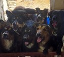 PUBG Mobile подарил сахалинскому приюту для собак 300 килограммов гречки