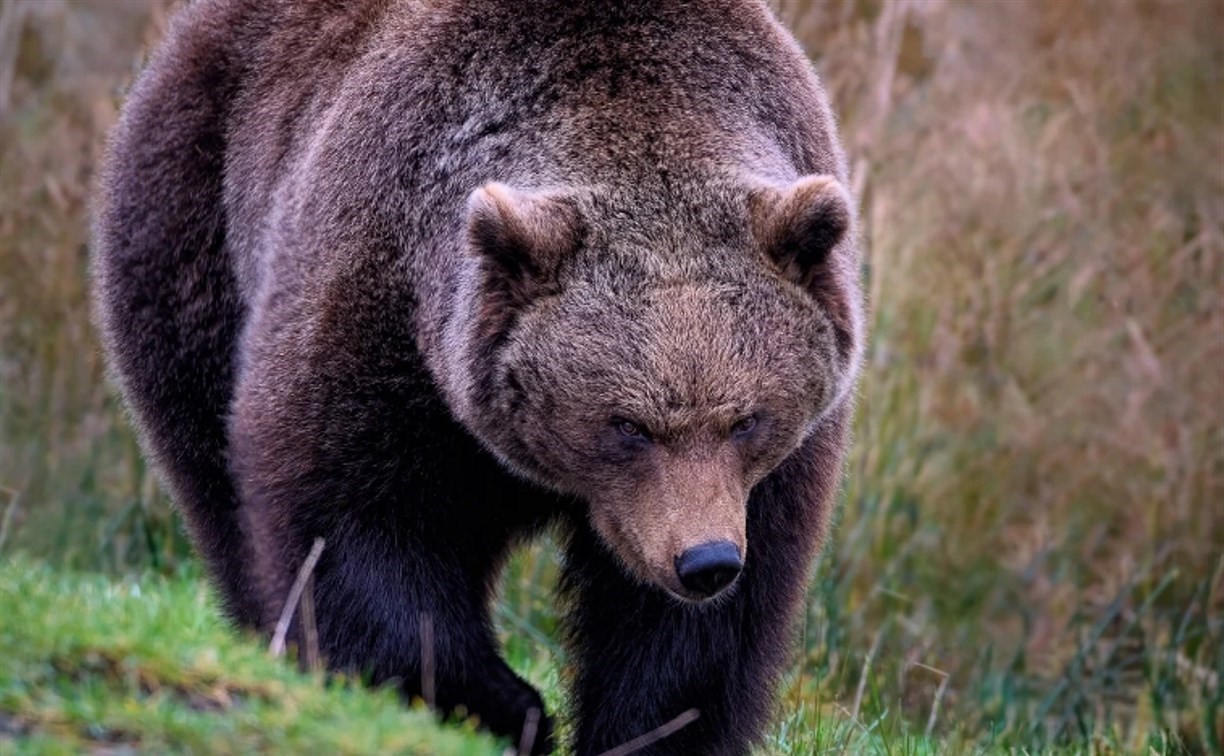 Лесничие ищут медведя, напавшего на сахалинца в Охинском районе