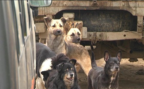 Пять десятков собак и свиноферма - жители одной из улиц в Южно-Сахалинске жалуются на соседа 
