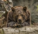 Охотоведы: медведь в пекарню Охи за пирожками не приходил